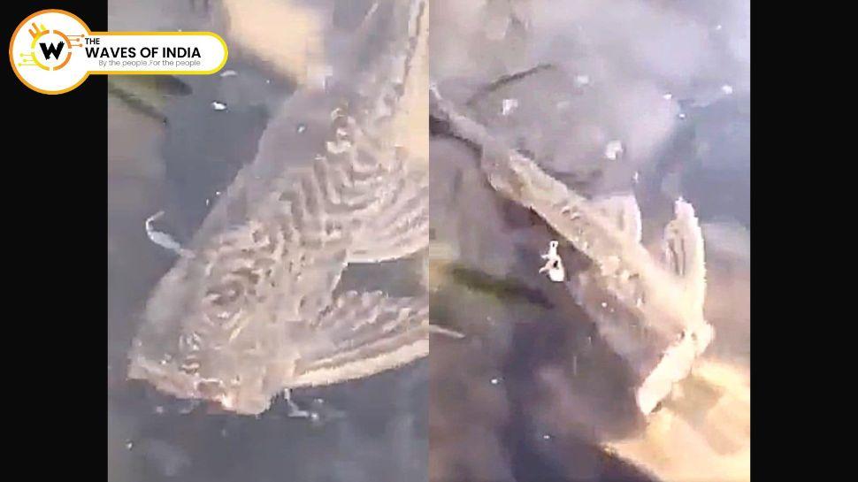 VIDEO: बिना सिर के पानी में तैरती दिखी मछली, शख्स के छूने पर अपनी जगह से खिसकी पीछे!